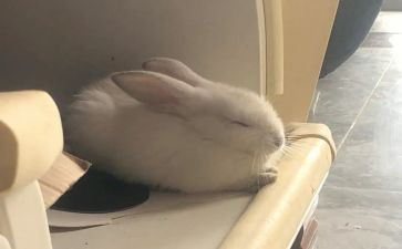 兔年春节作文模板5篇