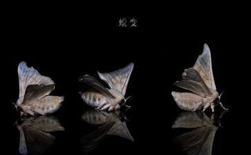 蜕变的作文通用5篇