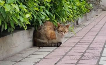 我在变作文7篇