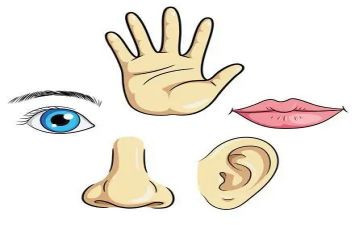 五官优秀作文8篇