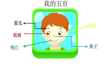 五官的作文精选5篇