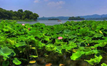夏读后感100字精选7篇