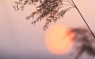 骆驼祥子读后感作文7篇