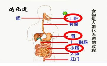 消化科实习总结6篇