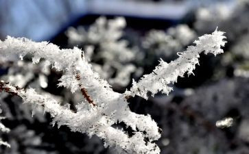 除雪志愿者活动总结精选8篇