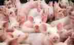 养殖猪合作协议合同8篇