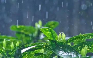 春雨读后感5篇