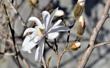 玉兰花玉兰花作文模板8篇