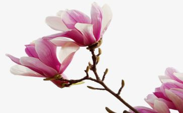 玉兰花玉兰花作文5篇