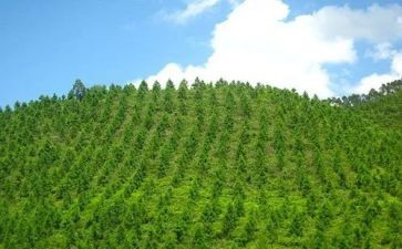 植树造林的演讲稿7篇