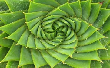 参观植物园的心得体会5篇