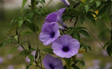 游植物作文模板8篇