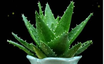 植物园参观心得8篇