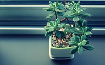 植物初中作文8篇