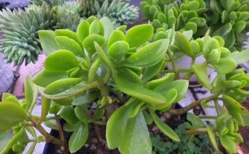 植物的作文100字8篇
