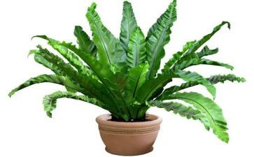 植物大班教案8篇