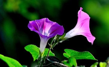 游植物作文参考5篇