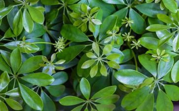 参观植物园心得体会5篇