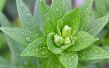 游植物作文优秀8篇