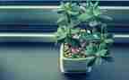 我的植物作文300字6篇