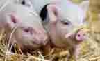 幼儿园关于猪的教案通用5篇