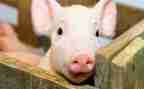 幼儿园关于猪的教案模板8篇
