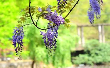 紫藤花读后感6篇