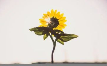 做自己最好读后感模板6篇